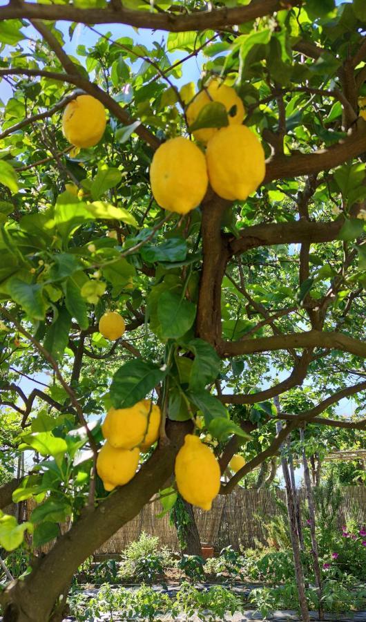 La Primavera Anacapri  Eksteriør billede